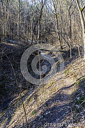 Wild walkway between trees in Karoliniskes Landscape Reserve Stock Photo