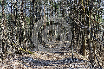 Wild walkway between trees in Karoliniskes Landscape Reserve Stock Photo