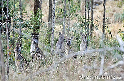 Wild wallabies standing in the bush land of Australia Stock Photo