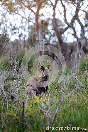 Wild wallaby in forest in Tasmania, Australia Stock Photo