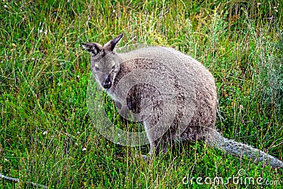 Wild wallaby in forest in Tasmania, Australia. Stock Photo