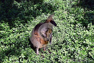 Wild wallaby kangaroo Stock Photo