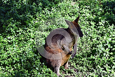 Wild wallaby kangaroo Stock Photo