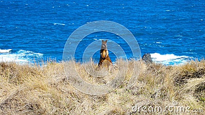 Wild wallaby by the sea in Australia Stock Photo