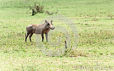 Wild warthog Stock Photo