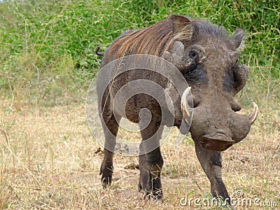 Wild warthog walking in a golden, grassy savanna. Stock Photo