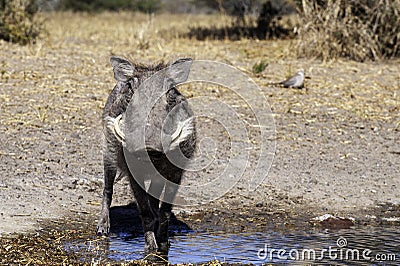 Wild warthog, at watering hole, up close Stock Photo