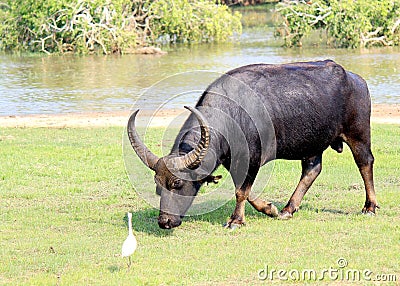 Wild Water Buffalo Bubalus arnee of Yala National Park, Sri Lanka Stock Photo