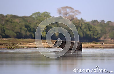 Wild water buffalo crossing the river in Pantanal Stock Photo