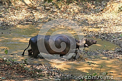 A wild water buffalo walking in a muddy pond Stock Photo