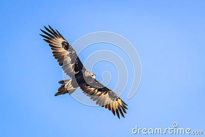 Wild Wedge-tailed Eagle Soaring, Romsey, Victoria, Australia, March 2019 Stock Photo