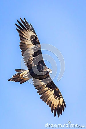 Wild Wedge-tailed Eagle Soaring, Romsey, Victoria, Australia, March 2019 Stock Photo