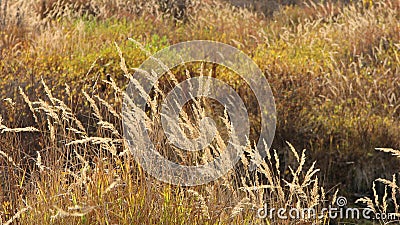 Wild weeds Stock Photo