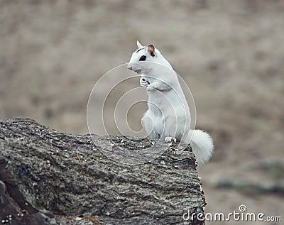 Wild white albino squirrel on a tree Stock Photo