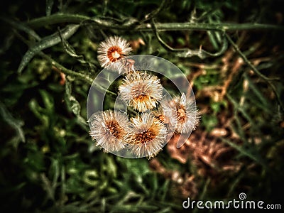 Wild white flower with golden color Stock Photo