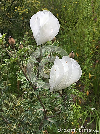 Wild white flowers in a branch Stock Photo