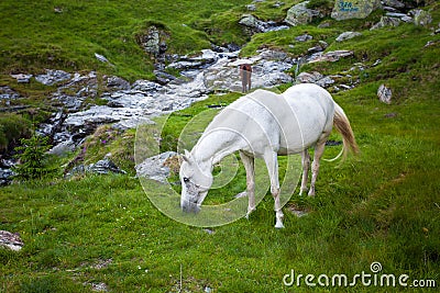 Wild white horse feeding on Fagaras mountain Stock Photo