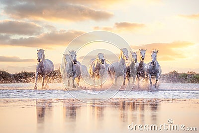 Wild white horses of Camargue running on water at sunset. Southern France Stock Photo