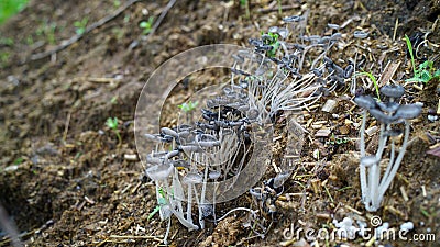 Wild white Mashroom growing up in a farmland. Typical round fungus, mostly uses as food in India. Stock Photo