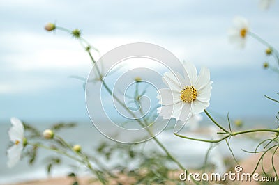 Wild white pure flower 3 Stock Photo