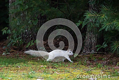 A Wild White Squirrel, Product of Genetic Mutation Stock Photo