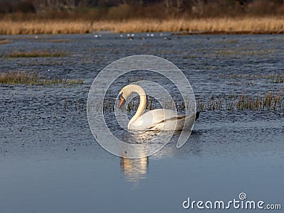 A wild white swan in the natural reserve in the Canton of Zurich in Switzerland - 1 Stock Photo