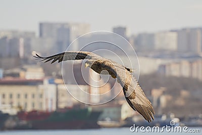 Sea-eagle ower town Stock Photo