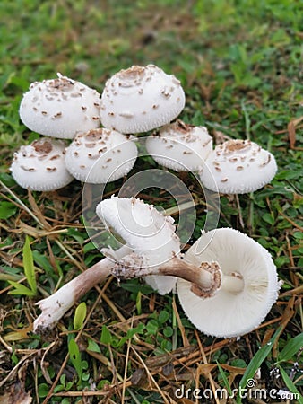 wild white toxic amanita citrina mushroom Stock Photo