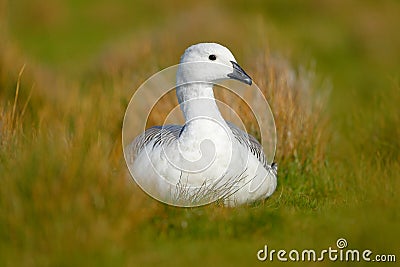 Wild white Upland goose, Chloephaga picta, in the nature habitat, Argentina. White bird with long neck. White goose in the grass. Stock Photo