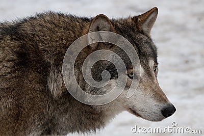 Wild wolf Stock Photo