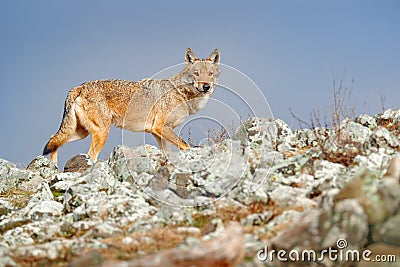 Wild Wolf, Canis lupus, in the nature habitat. Beautiful animal in stone hill, face contact in the rock, Rhodopes mountain Stock Photo