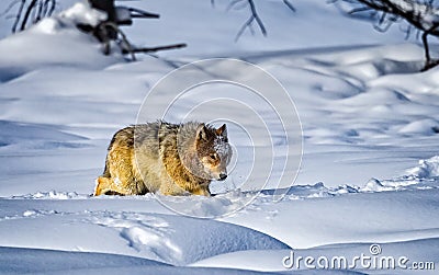 Wild wolf runs toward kill sight in Yellowstone Stock Photo