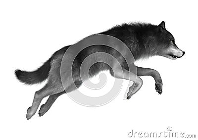 Wild Wolf on White Stock Photo