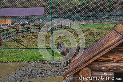 Wild wolves in a zoo in a cage. Stock Photo
