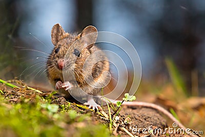 Wild wood mouse Stock Photo