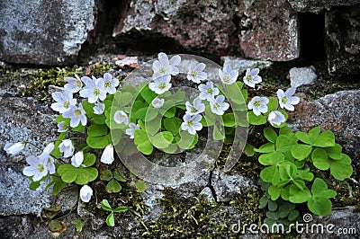 Flowering of the first spring flowers Oxalis acetosella Stock Photo
