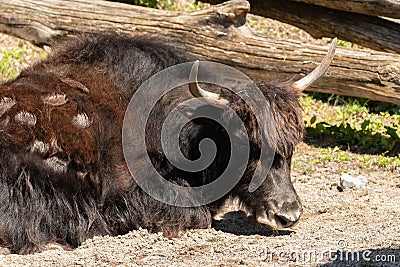 Wild Yac or Bos Mutus F. Grunniens at the zoo in Zurich in Switzerland Stock Photo