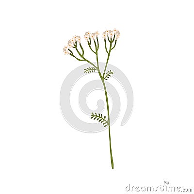 Wild yarrow flower. Achillea millefolium field herb. Botanical drawing of floral herbal plant. Vulnerary medicinal Vector Illustration