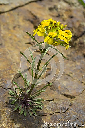 Wild Yellow Cascade Wallflower growing out of Rock Stock Photo