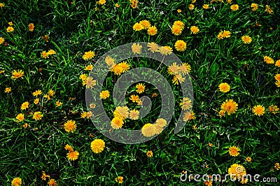 Wild yellow daisies in the summer Stock Photo
