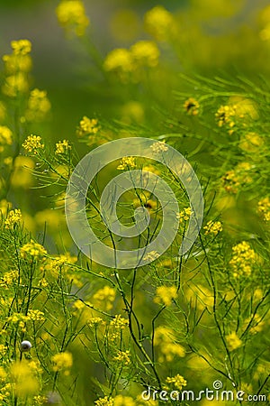 Wild yellow flowers background. Low point of view, shallow deep of field Stock Photo