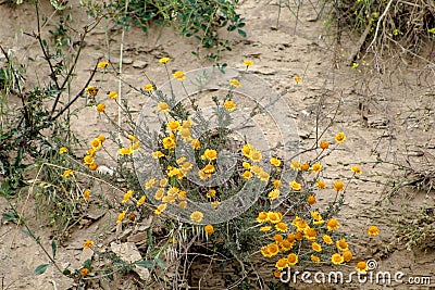 Wild yellow flowers growing on a sandy rock Stock Photo