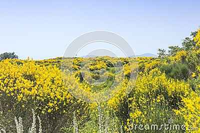wild yellow jasmine bush flowers Stock Photo