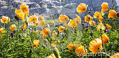 Wild yellow poppy flowers facing the sunlight in alpine valley, Poppy Flowers prosper in warm, dry climates, but withstand frost. Stock Photo