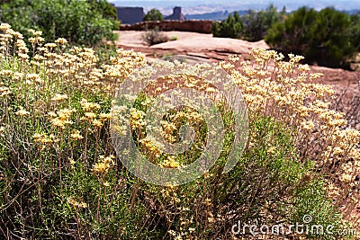 Wild and Yellow on a Red Ridge. Stock Photo