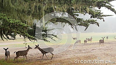 Wild young deer family group grazing, herd of animals. Fawns on grass in forest. Stock Photo