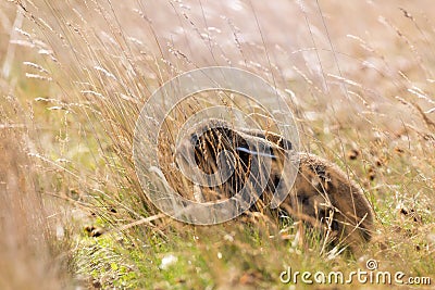 Wild Young Furry Mountain Hare Lepus Timidus Or Alpine Hare Basking In Summer Pelage, Folded Its Ears And Decumbent Among The Stock Photo