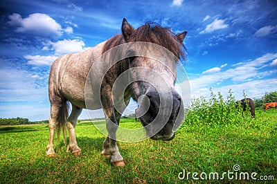 Wild young horse on the field Stock Photo