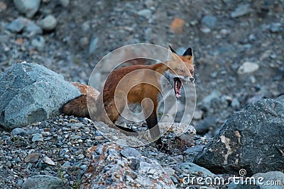 Wild young red fox in natural setting at dusk Northwest Territories Stock Photo