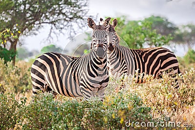 Wild zebras on savanna, Kenya Stock Photo